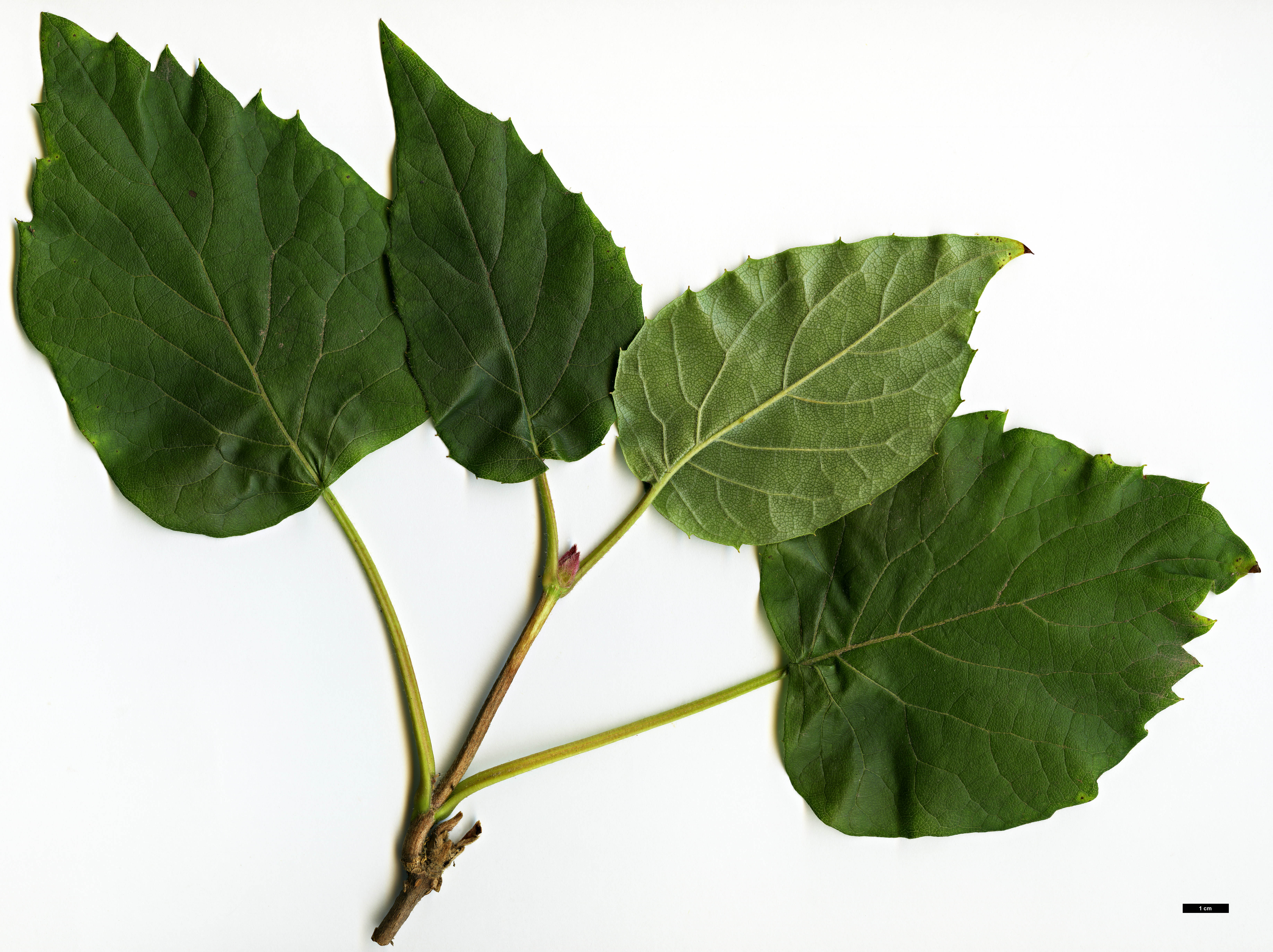 High resolution image: Family: Hydrangeaceae - Genus: Schizophragma - Taxon: hydrangeoides - SpeciesSub: f. quelpartensis